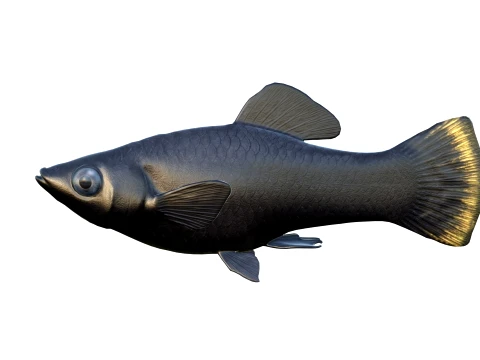 Molly Fish Collection 3D Model