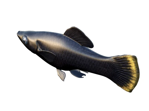 Molly Fish Collection 3D Model