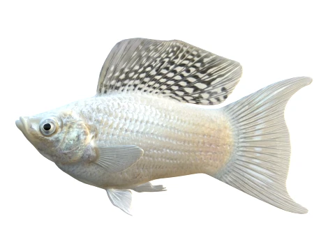 Molly Fish Collection 3D Model