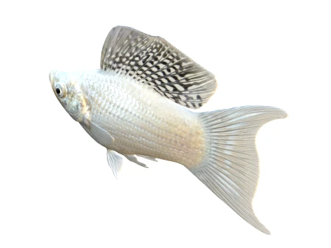 Molly Fish Collection 3D Model