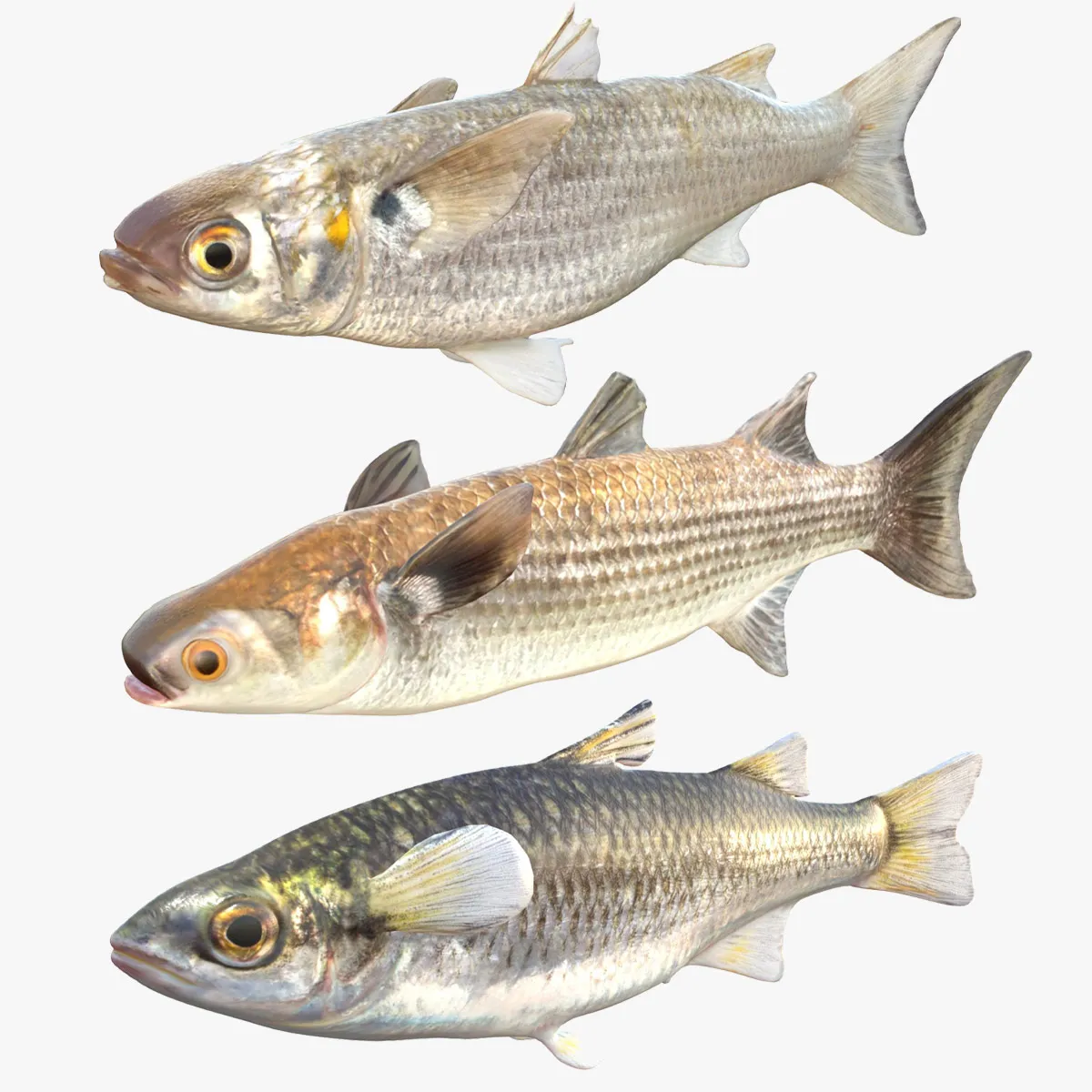Mullet Fish Collection 3D Model .c4d .max .obj .3ds .fbx .stl .blend 