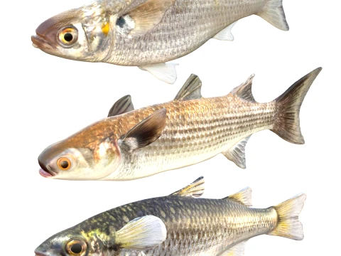 Mullet Fish Collection 3D Model
