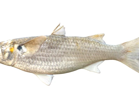 Mullet Fish Collection 3D Model