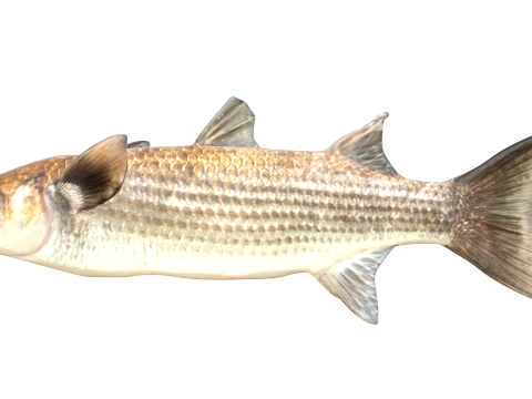 Mullet Fish Collection 3D Model