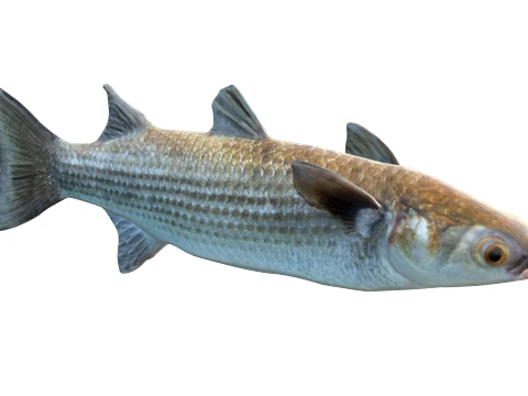 Mullet Fish Collection 3D Model