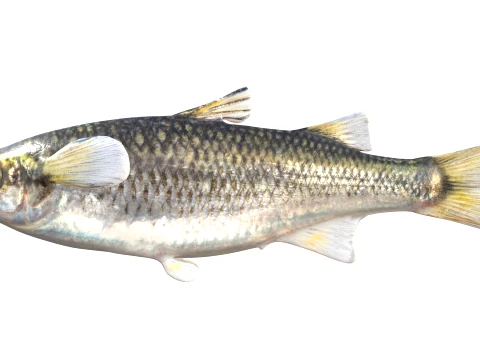 Mullet Fish Collection 3D Model