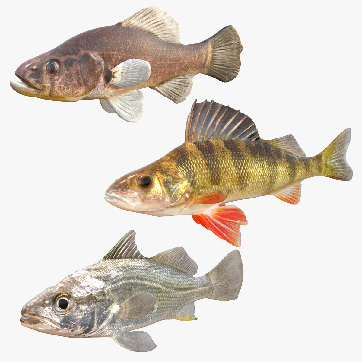 Perch Fish Collection 3D Model .c4d .max .obj .3ds .fbx .stl .blend 