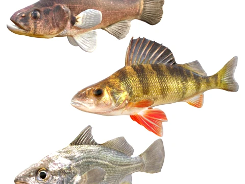 Perch Fish Collection 3D Model