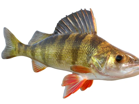 Perch Fish Collection 3D Model