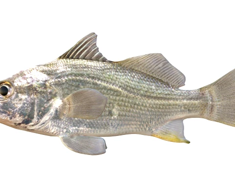 Perch Fish Collection 3D Model