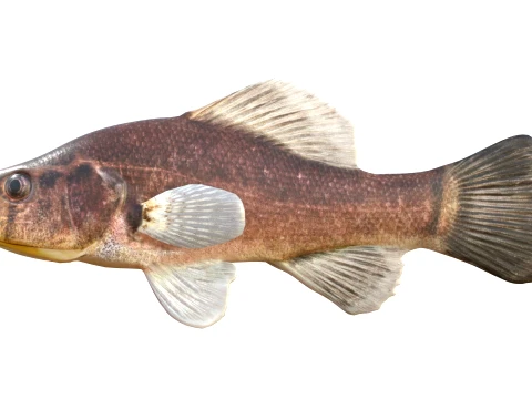 Perch Fish Collection 3D Model