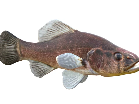 Perch Fish Collection 3D Model