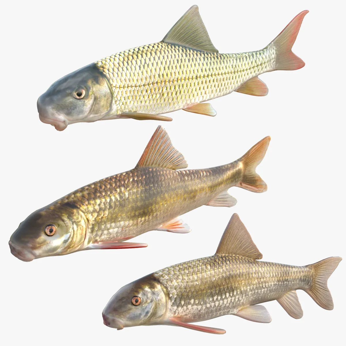 Redhorse Fish Collection 3D Model .c4d .max .obj .3ds .fbx .stl .blend 