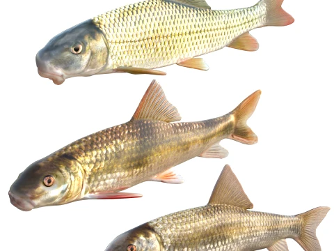 Redhorse Fish Collection 3D Model