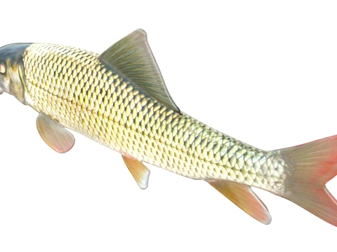 Redhorse Fish Collection 3D Model