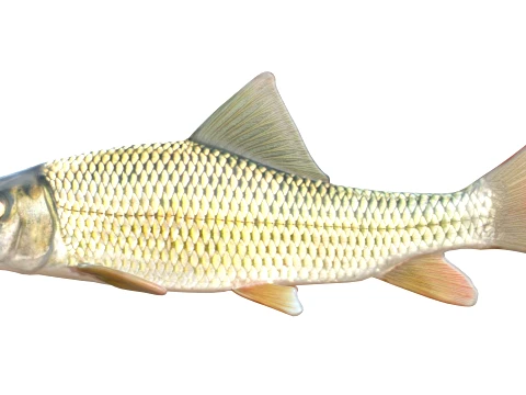 Redhorse Fish Collection 3D Model