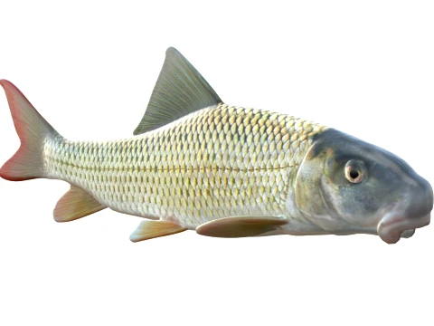 Redhorse Fish Collection 3D Model