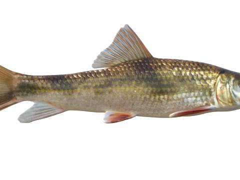 Redhorse Fish Collection 3D Model