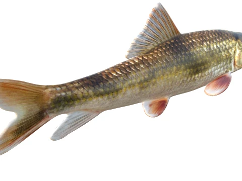 Redhorse Fish Collection 3D Model