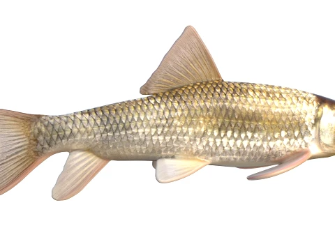 Redhorse Fish Collection 3D Model
