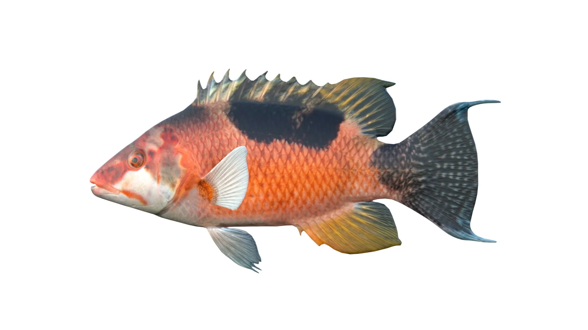 Saddleback Hogfish Collection 3D Model .c4d .max .obj .3ds .fbx .stl .blend