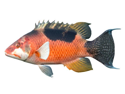 Saddleback Hogfish Collection 3D Model