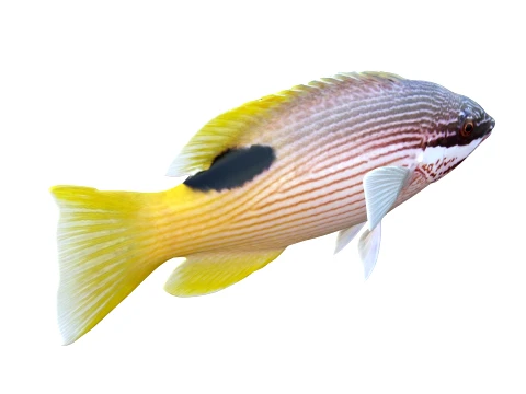 Saddleback Hogfish Collection 3D Model
