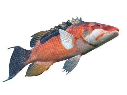 Saddleback Hogfish Collection 3D Model