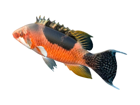 Saddleback Hogfish Collection 3D Model