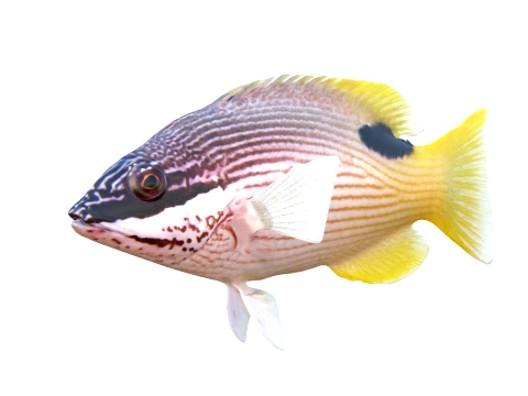 Saddleback Hogfish Collection 3D Model