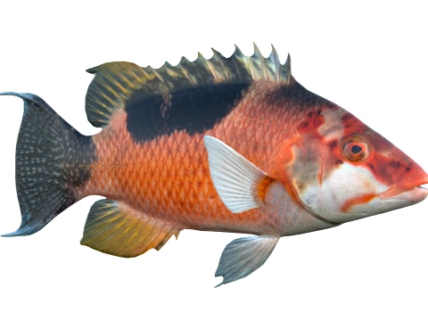 Saddleback Hogfish Collection 3D Model