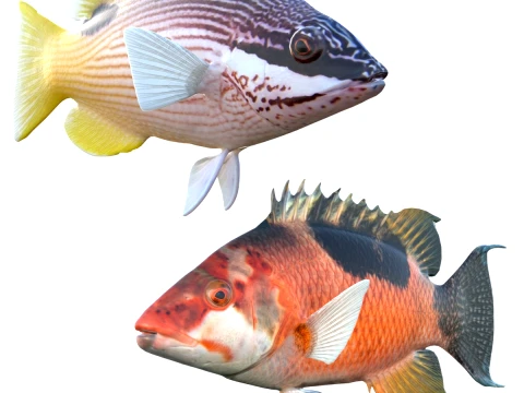 Saddleback Hogfish Collection 3D Model