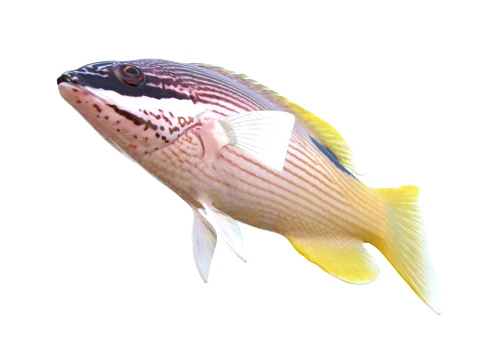 Saddleback Hogfish Collection 3D Model