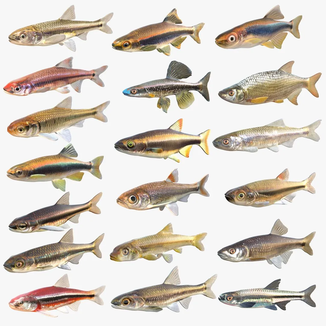 Shiner Fish Collection 3D Model .c4d .max .obj .3ds .fbx .stl .blend 