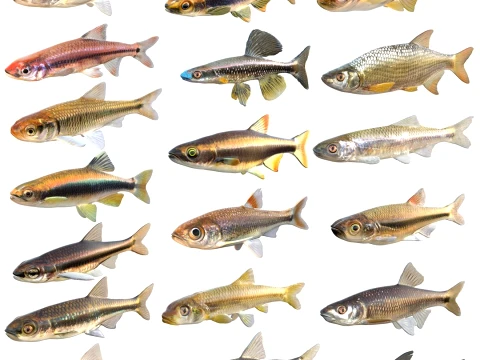 Shiner Fish Collection 3D Model