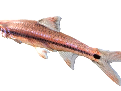 Shiner Fish Collection 3D Model