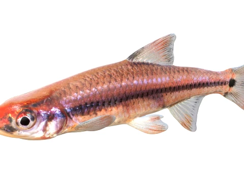 Shiner Fish Collection 3D Model