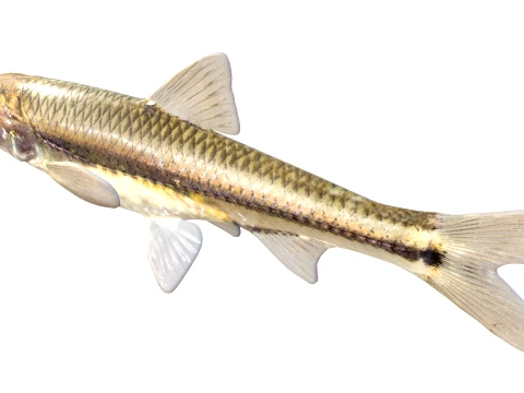 Shiner Fish Collection 3D Model
