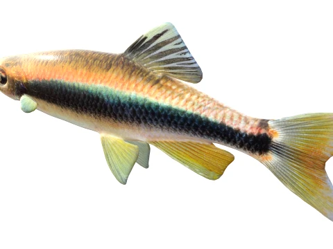 Shiner Fish Collection 3D Model