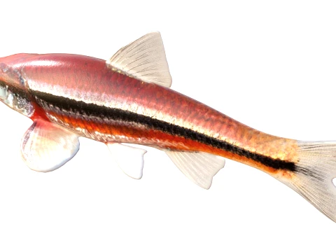 Shiner Fish Collection 3D Model