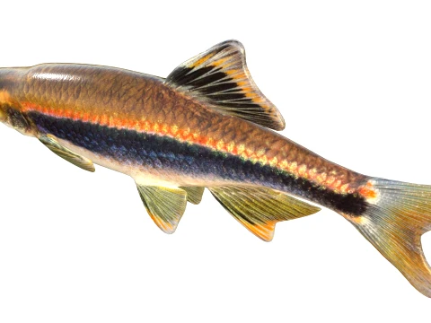 Shiner Fish Collection 3D Model