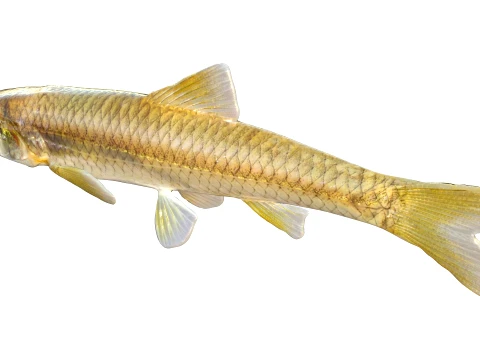 Shiner Fish Collection 3D Model