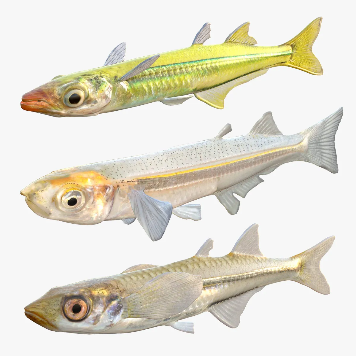 Silverside Fishes 3D Model .c4d .max .obj .3ds .fbx .stl .blend 