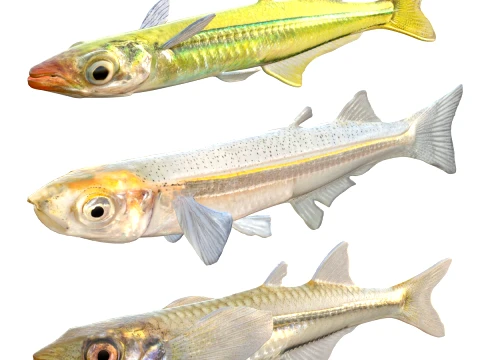 Silverside Fishes 3D Model