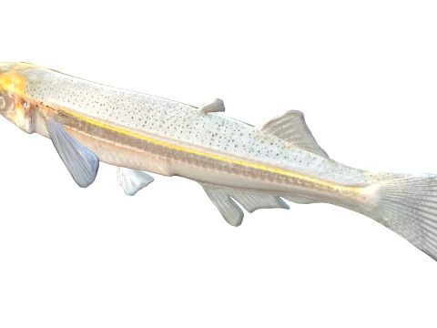 Silverside Fishes 3D Model