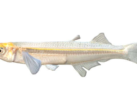 Silverside Fishes 3D Model