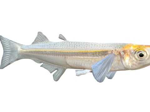Silverside Fishes 3D Model