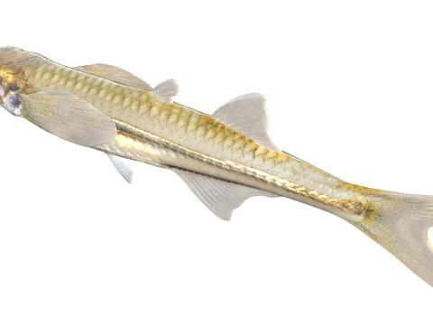 Silverside Fishes 3D Model