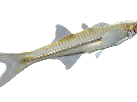 Silverside Fishes 3D Model