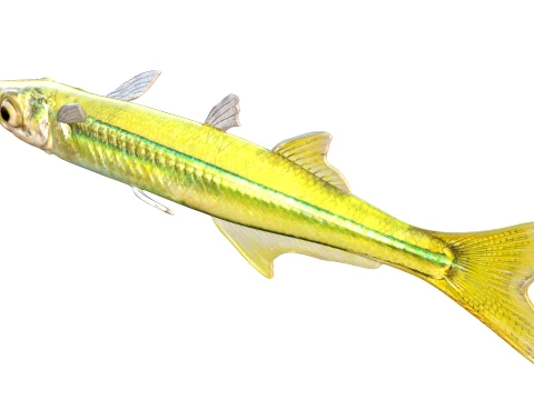 Silverside Fishes 3D Model